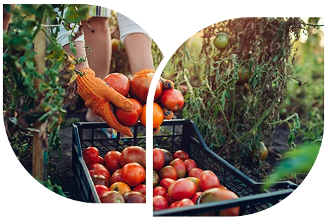 A complete analysis of organic farming